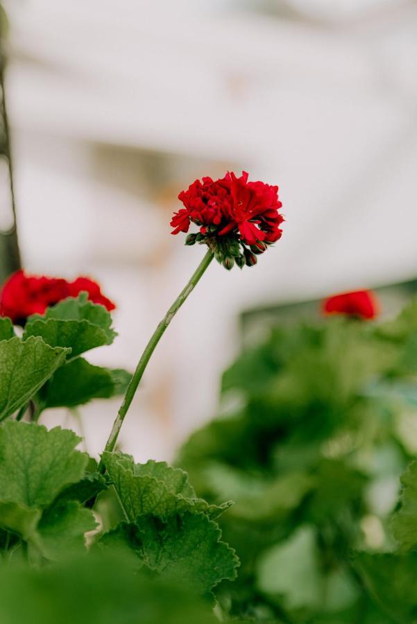Masseria Agriturismo Il Sorriso Degli Ulivi - Dimora Di Charme Gallipoli Exterior foto